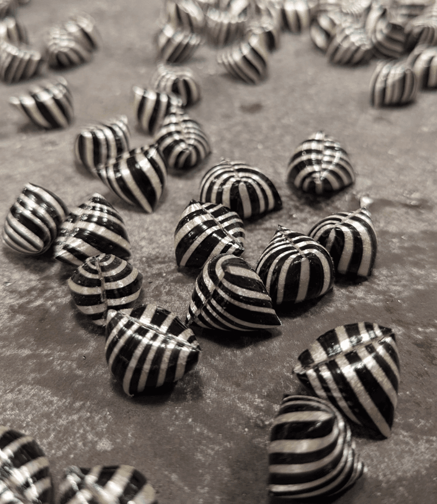 Zebra - 500 g